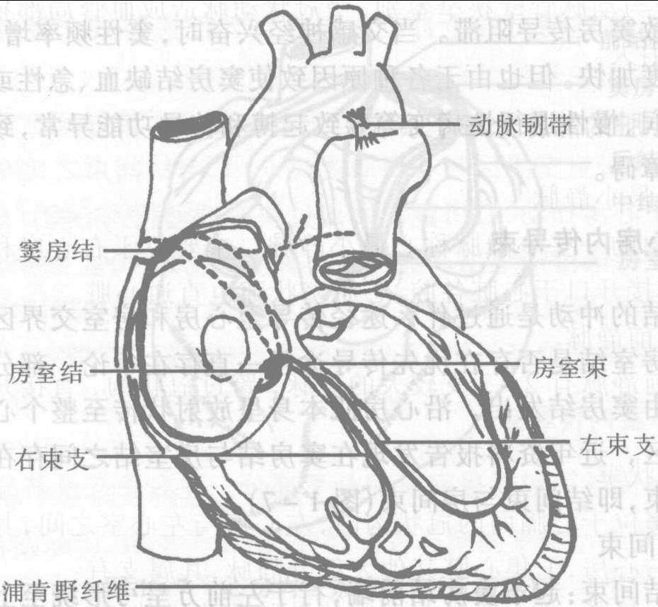 三 心臟的傳導系統(tǒng)